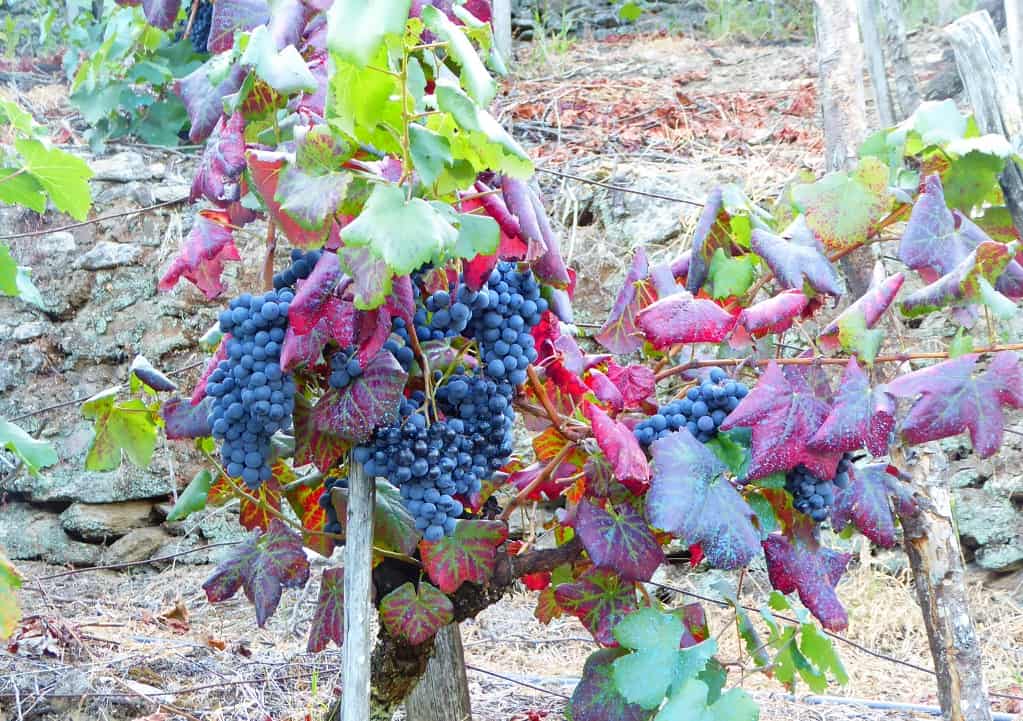 paisajes del vino en Galicia uvas