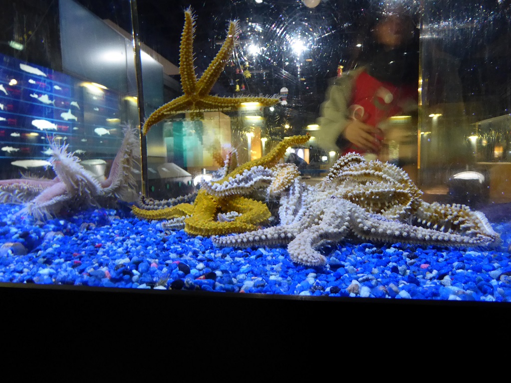 El Aquarium de A Coruña, con niños