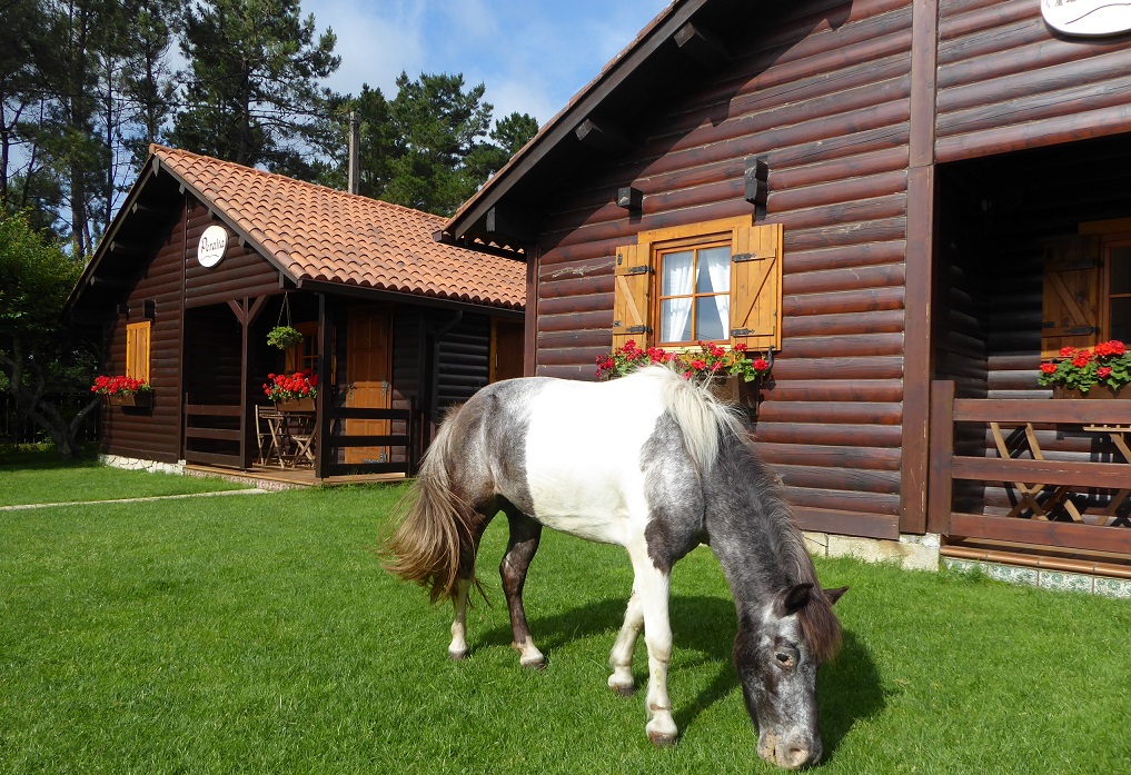 cabaña de madera con un caballo en la entrada