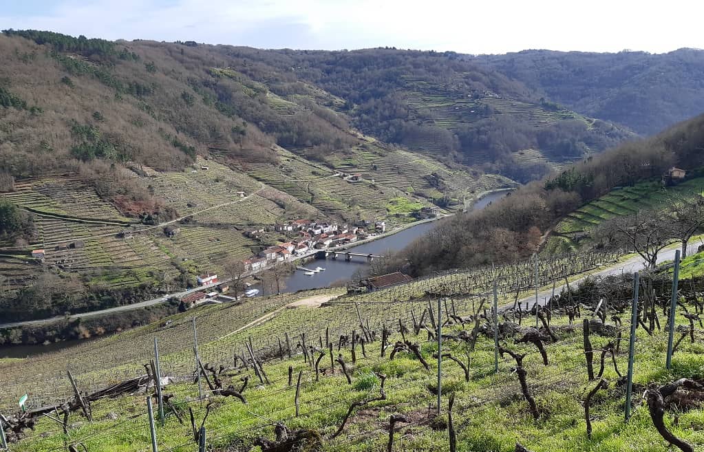 Los paisajes del vino en Galicia, con niños